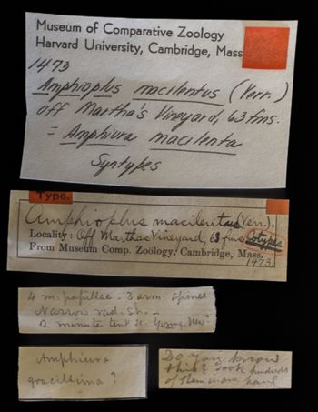 Media type: image;   Invertebrate Zoology OPH-1473 Description: Labels for this specimen included in the specimen tray.;  Aspect: labels